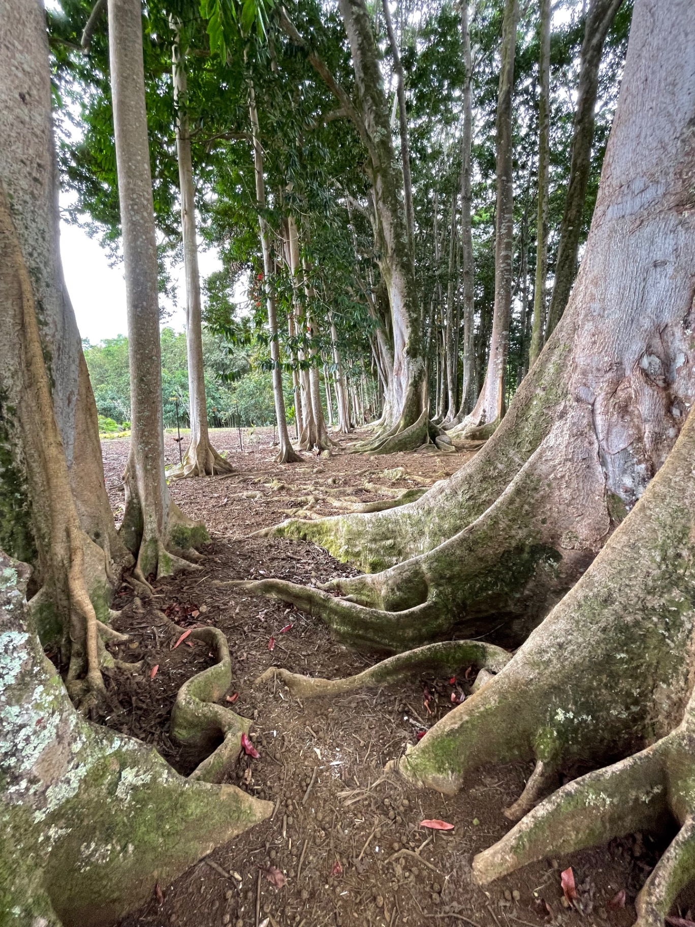 The rudraksha grove at Kauai's Hindu Monastery — tall trees with sweeping buttress roots in the Wailua River valley.